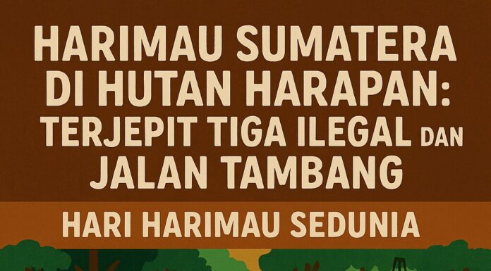 Harimau Sumatera di Hutan Harapan: Terjepit Tiga Ilegal dan Jalan Tambang
