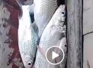 Ikan Mati Massal di Sungai Lais dan Keresahan Warga Palembang