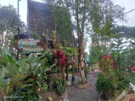 Menghidupkan Nadi Rawa Harmoni Alam di Gelam Forest Fantasi