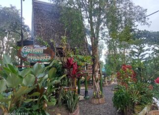 Menghidupkan Nadi Rawa Harmoni Alam di Gelam Forest Fantasi