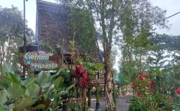 Menghidupkan Nadi Rawa Harmoni Alam di Gelam Forest Fantasi